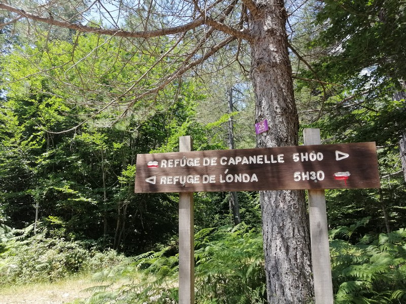 The Vizzavona Forest - A taste of the GR20 The Vizzavona Forest - A taste of the GR20