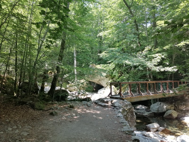 The Vizzavona Forest - A taste of the GR20 The Vizzavona Forest - A taste of the GR20