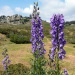 Endemic Flowers In Corsica