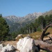 Gr20 Tree In Corsica