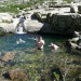 Bathing On Rivers In Corsica