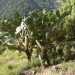 Cactus In Corsica