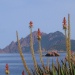 Flower And Sea Corsica