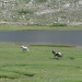 Wild Horses In Corsica